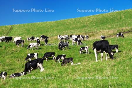 900草原のウシの放牧