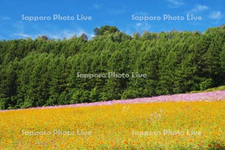 太陽の丘えんがる公園のコスモス