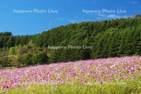 太陽の丘えんがる公園のコスモス