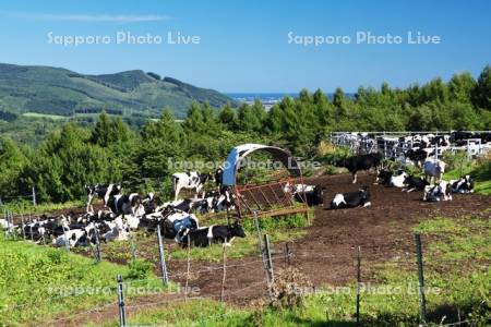 見晴牧場のウシの放牧
