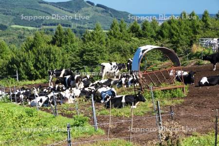 見晴牧場のウシの放牧