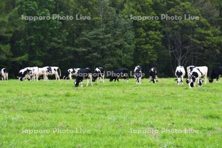 丸加高原のウシの放牧