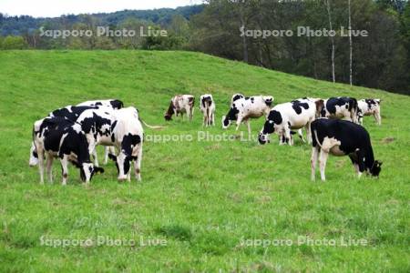 丸加高原のウシの放牧