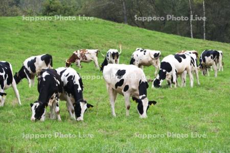 丸加高原のウシの放牧