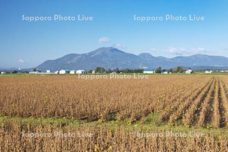 大豆畑とニセコ連峰