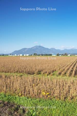 大豆畑とニセコ連峰