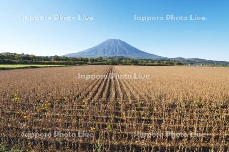 大豆畑と羊蹄山