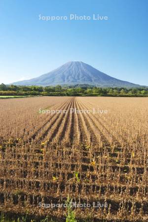 大豆畑と羊蹄山