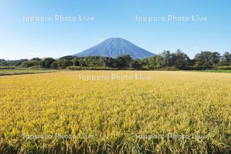 羊蹄山と水田（稲）