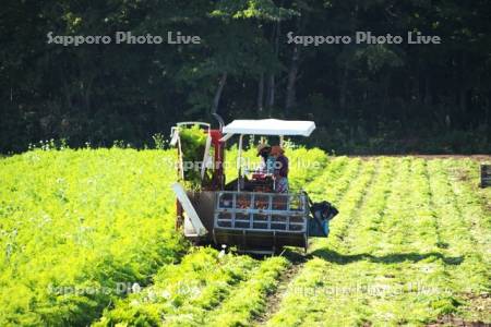 ニンジンの収穫