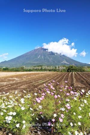 羊蹄山とコスモス