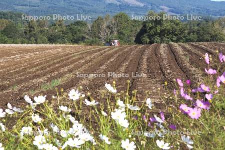 ジャガイモの収穫とコスモス
