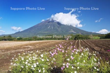 羊蹄山とジャガイモの収穫