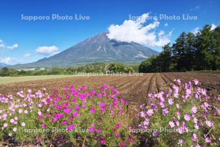 羊蹄山とコスモス
