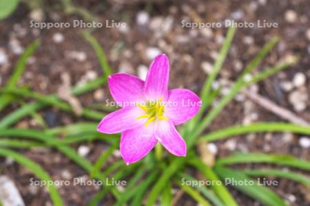 ゼフィランサス（タマスダレ）