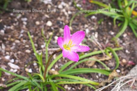 ゼフィランサス（タマスダレ）