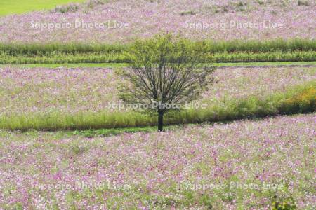 太陽の丘えんがる公園のコスモス