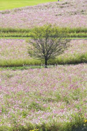 太陽の丘えんがる公園のコスモス