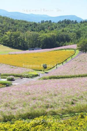 太陽の丘えんがる公園のコスモス