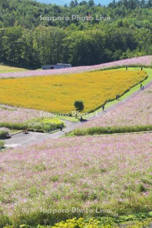 太陽の丘えんがる公園のコスモス