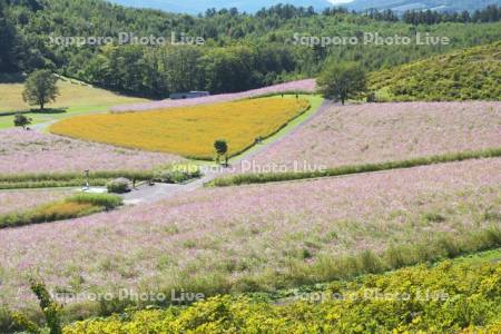 太陽の丘えんがる公園のコスモス