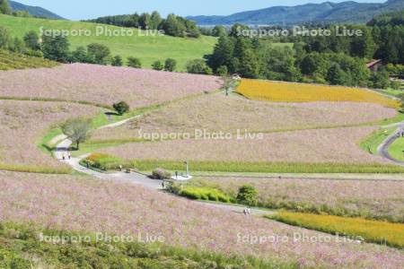太陽の丘えんがる公園のコスモス