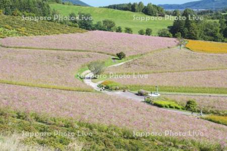 太陽の丘えんがる公園のコスモス