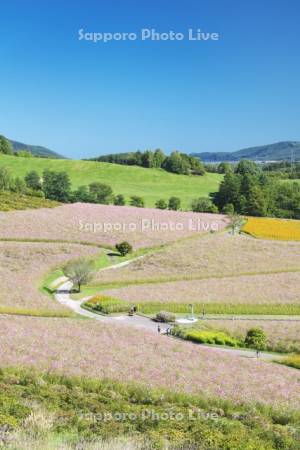太陽の丘えんがる公園のコスモス