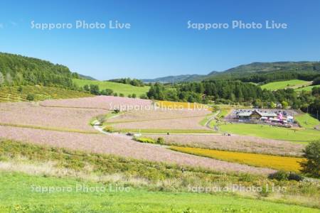 太陽の丘えんがる公園のコスモス