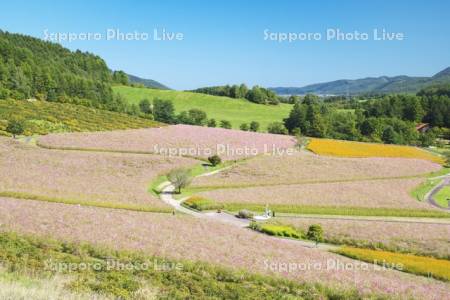 太陽の丘えんがる公園のコスモス