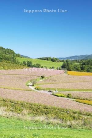太陽の丘えんがる公園のコスモス
