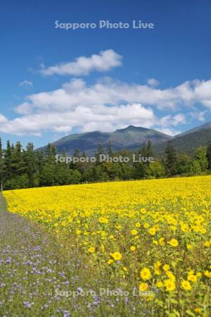 麓郷展望台のヒマワリ畑と十勝岳連峰