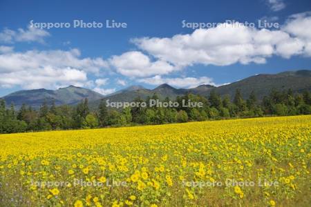 麓郷展望台のヒマワリ畑と十勝岳連峰