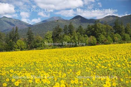 麓郷展望台のヒマワリ畑と十勝岳連峰