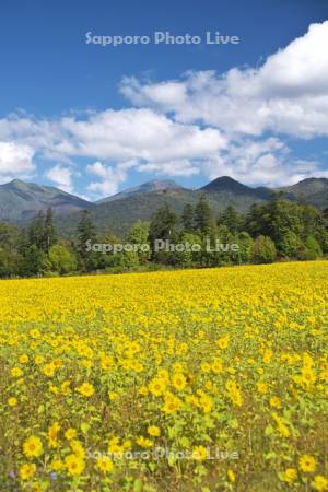 麓郷展望台のヒマワリ畑と十勝岳連峰