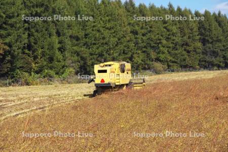 ソバの収穫