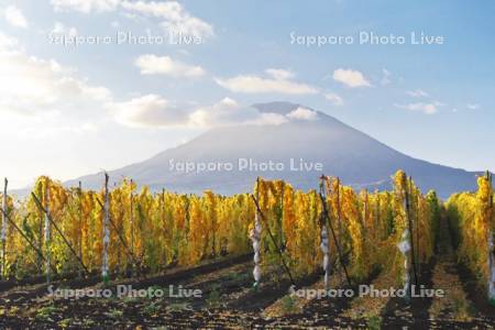 羊蹄山とナガイモ畑