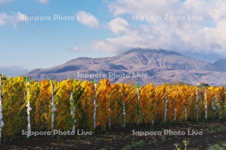 ニセコ連峰とナガイモ畑