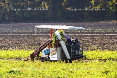 ニンジンの収穫