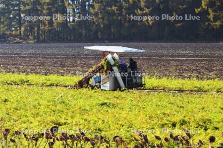 ニンジンの収穫