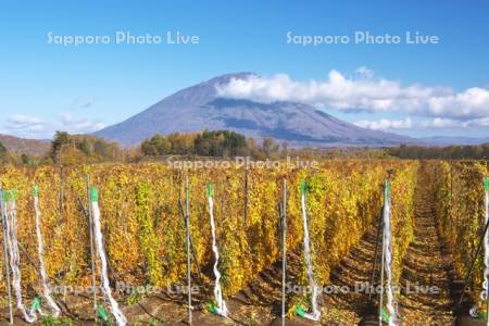 羊蹄山とナガイモ畑