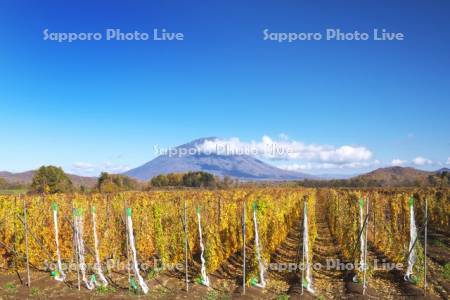 羊蹄山とナガイモ畑