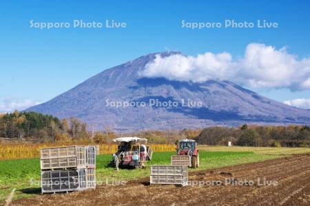 羊蹄山とニンジンの収穫