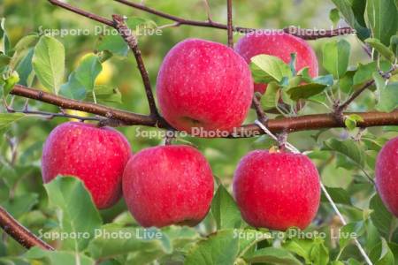 リンゴ