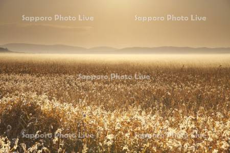 サロベツ原野の朝と地霧