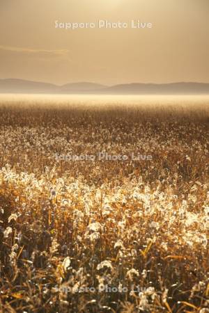 サロベツ原野の朝と地霧