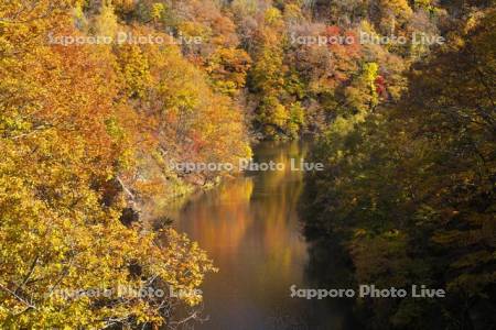 豊平川の紅葉