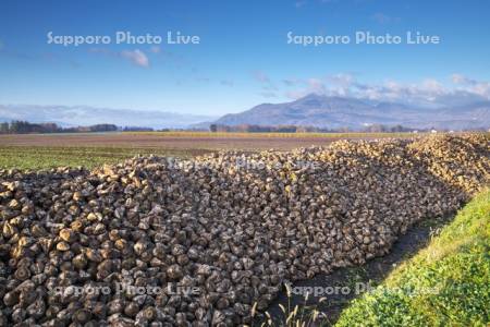 ニセコ連峰とビート