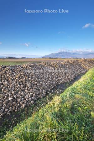 ニセコ連峰とビート