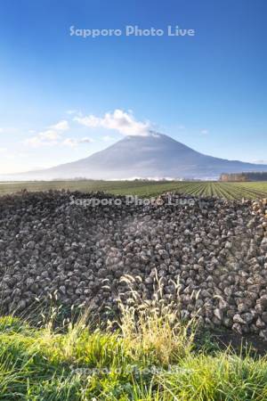 羊蹄山とビート